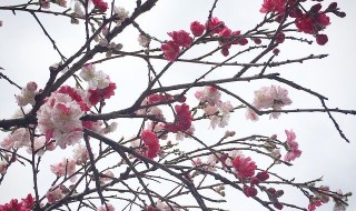 Spring Japan