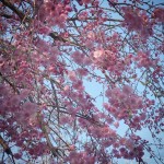 打吹公園の桜